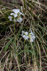 Cardamine trifida