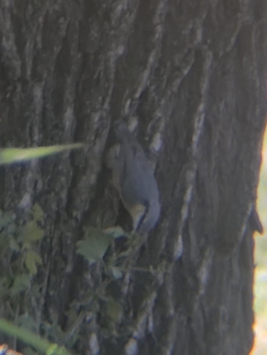 Eurasian Nuthatch