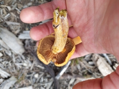 Gymnopilus junonius