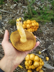 Gymnopilus junonius