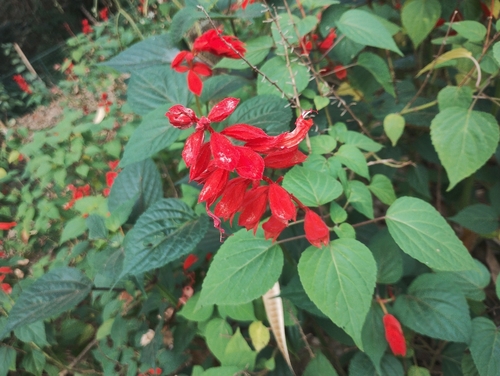 Salvia splendens