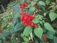 Salvia splendens