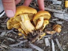 Gymnopilus junonius
