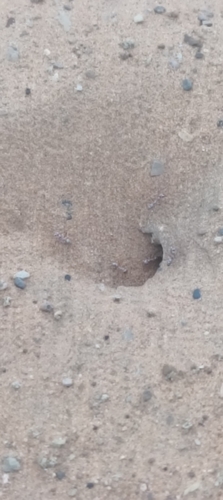 Saharan Silver Ant