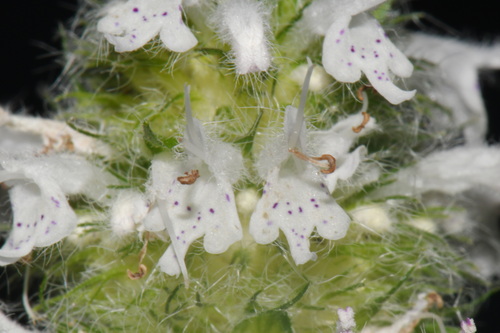 Blephilia hirsuta, photograph 4