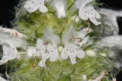 Blephilia hirsuta, photograph (c) Brian Finzel, some rights reserved (CC BY-SA)