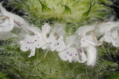 Blephilia hirsuta, photograph (c) Brian Finzel, some rights reserved (CC BY-SA)