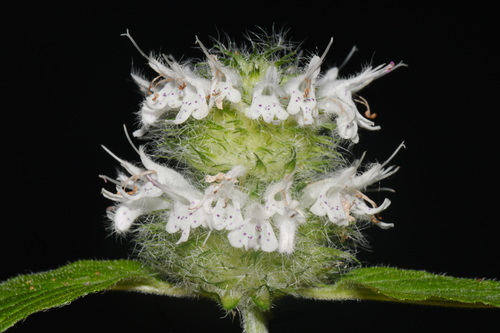 Blephilia hirsuta, photograph 3