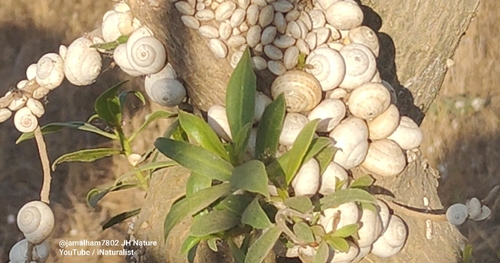 White Italian Snail