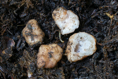 Balsamia oregonensis