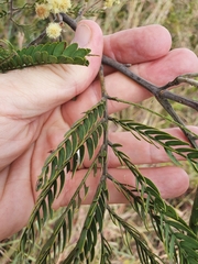 Acacia glaucocarpa