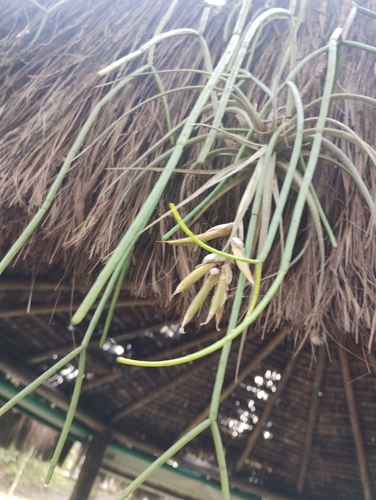 Tillandsia pohliana, photograph 1