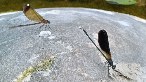 Copper Demoiselle