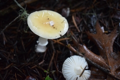 Amanita toxica