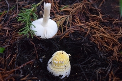 Amanita toxica