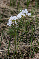Cardamine trifida