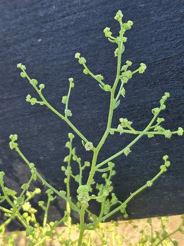 Dysphania atriplicifolia, photograph 3