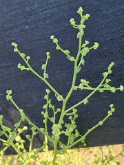 Dysphania atriplicifolia, photograph (c) Jo Roberts, some rights reserved (CC BY)