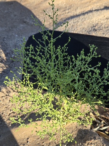 Dysphania atriplicifolia, photograph 4