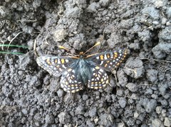 Euphydryas editha taylori