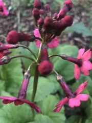 Primula japonica