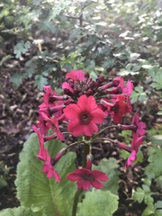 Primula japonica
