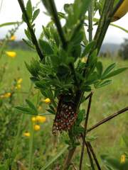 Euphydryas editha taylori