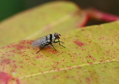 Anthomyia silvestris