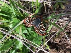 Euphydryas editha taylori