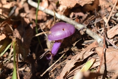 Cortinarius magellanicus