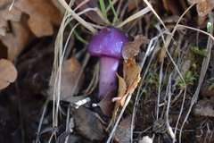 Cortinarius magellanicus