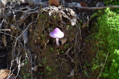 Cortinarius magellanicus