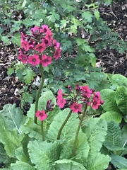 Primula japonica