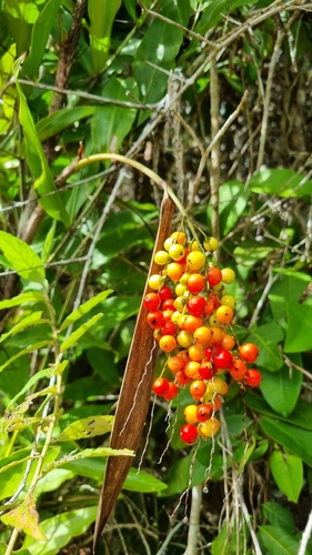 Desmoncus orthacanthos