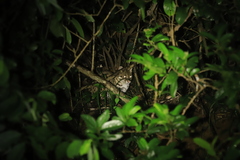 Prionailurus bengalensis