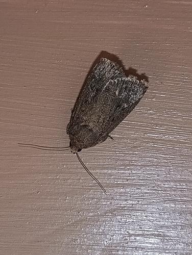 Mouse Moth