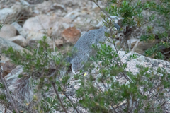 Sciurus nayaritensis nayaritensis