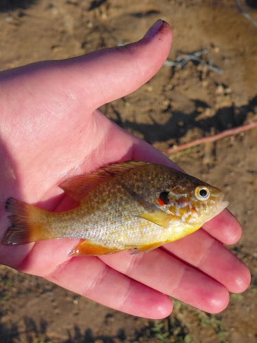 Pumpkinseed