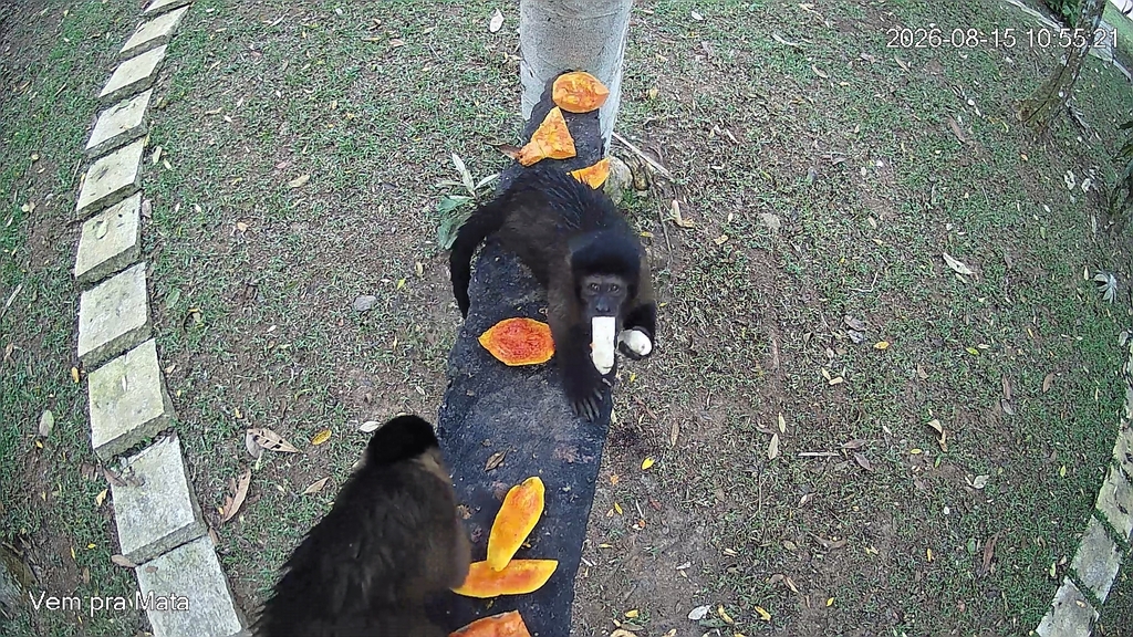 Two black capuchins (Sapajus nigritus) feeding on fruit at the feeder at Sítio Canaã, Santa Teresa, Brazil