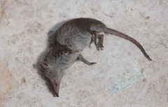 Crocidura hirta