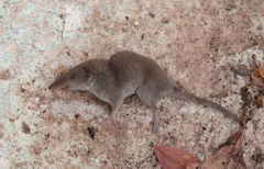 Crocidura hirta