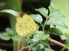 Eurema hecabe solifera