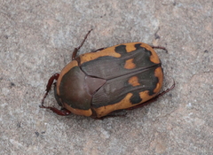 Pachnodella impressa