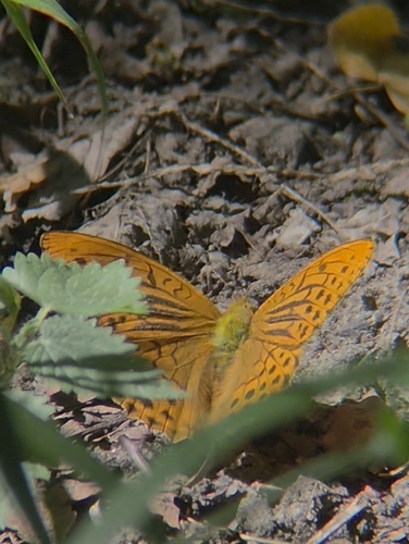 Silver-washed Fritillary