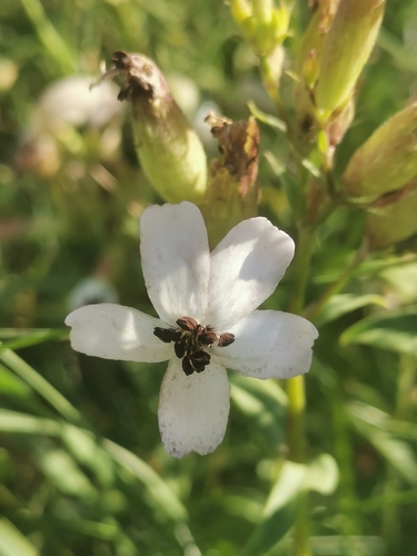common soapwort