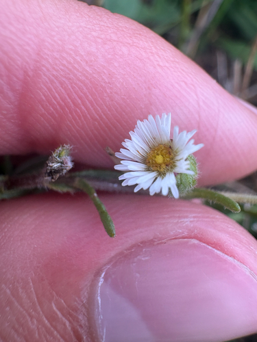 Erigeron lonchophyllus, 2026-08-15
