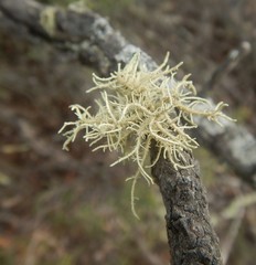 Usnea inermis