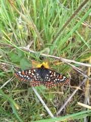 Euphydryas editha taylori
