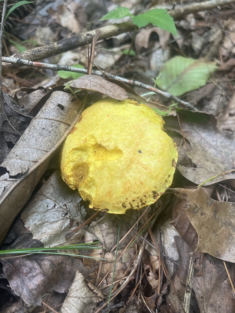Chicken Fat Mushroom · August 2026 · photo: Photo: (c) Elliot Greiner, some rights reserved (CC BY) · iNaturalist