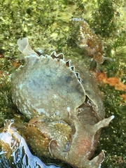 Aplysia sydneyensis